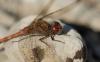 Sympetrum striolatum